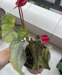 小众送妈妈的花有哪些花