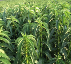 小众送妈妈的花有哪些花