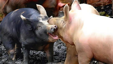 小众送妈妈的花有哪些花