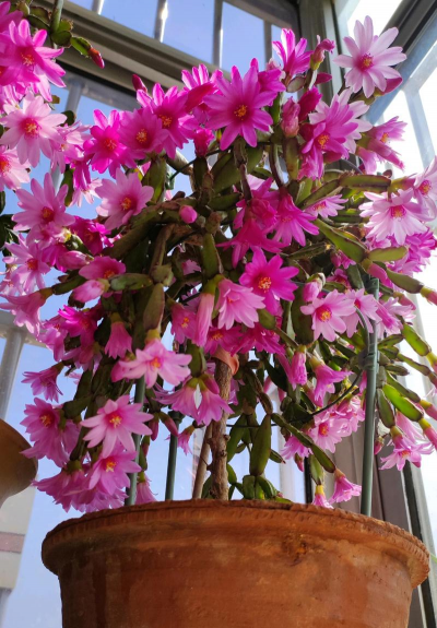 小众送妈妈的花有哪些花