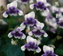 小众送妈妈的花有哪些花