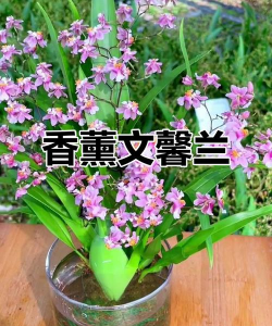 小众送妈妈的花有哪些花