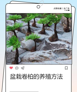 小众送妈妈的花有哪些花