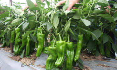 小众送妈妈的花有哪些花