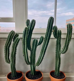 小众送妈妈的花有哪些花