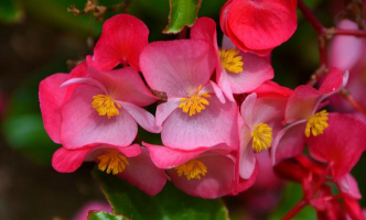 小众送妈妈的花有哪些花