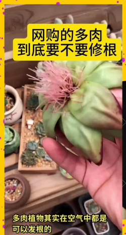 小众送妈妈的花有哪些花