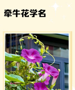 小众送妈妈的花有哪些花