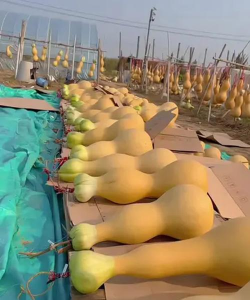 巨型葫芦怎么种植