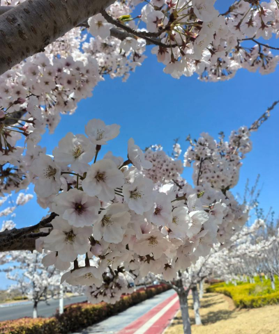 小众送妈妈的花有哪些花