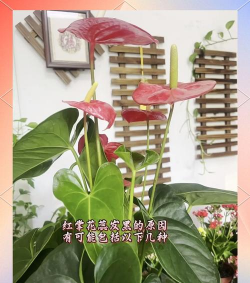 小众送妈妈的花有哪些花