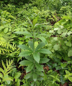 小众送妈妈的花有哪些花