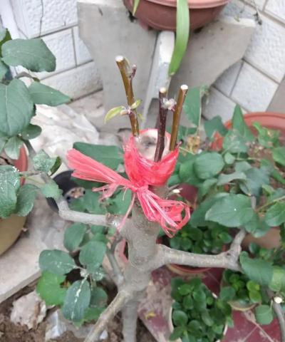 小众送妈妈的花有哪些花