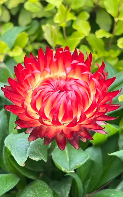 小众送妈妈的花有哪些花