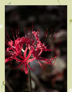 小众送妈妈的花有哪些花