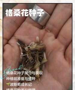 小众送妈妈的花有哪些花