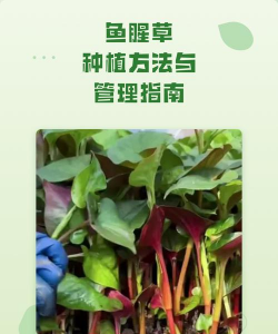 鱼腥草在家怎么种植