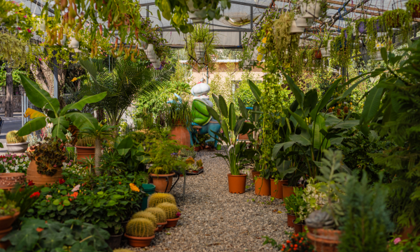 小众送妈妈的花有哪些花