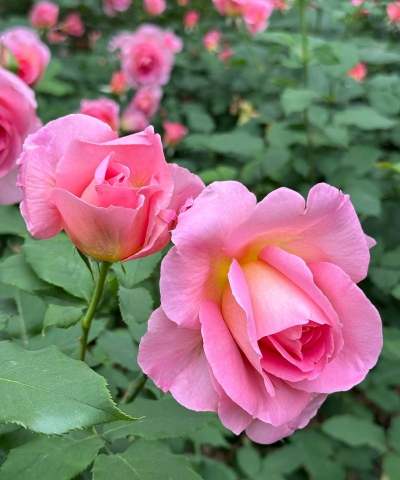 小众送妈妈的花有哪些花