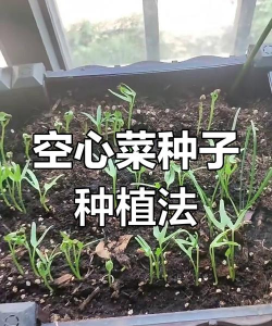 空心菜种子怎么种植
