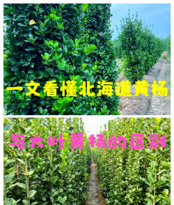 北海道黄杨和大叶黄杨的区别