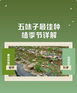 五味子怎么种植