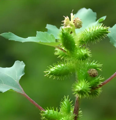 小众送妈妈的花有哪些花