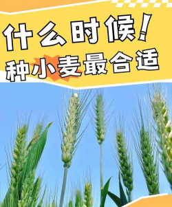 大麦种植时间和方法