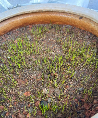 小众送妈妈的花有哪些花