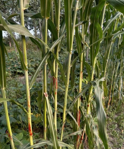 小众送妈妈的花有哪些花