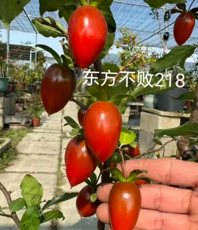 小众送妈妈的花有哪些花