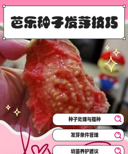 芭乐种子怎么种植