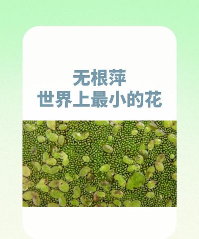 小众送妈妈的花有哪些花