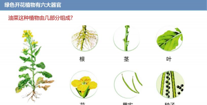 小众送妈妈的花有哪些花