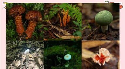 小众送妈妈的花有哪些花