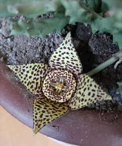 小众送妈妈的花有哪些花