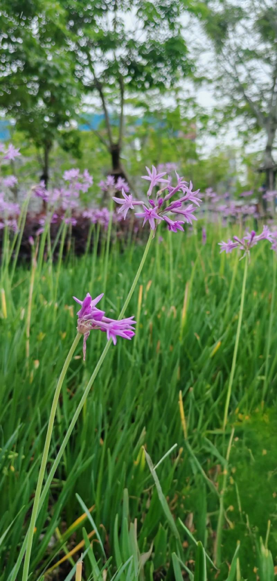 小众送妈妈的花有哪些花
