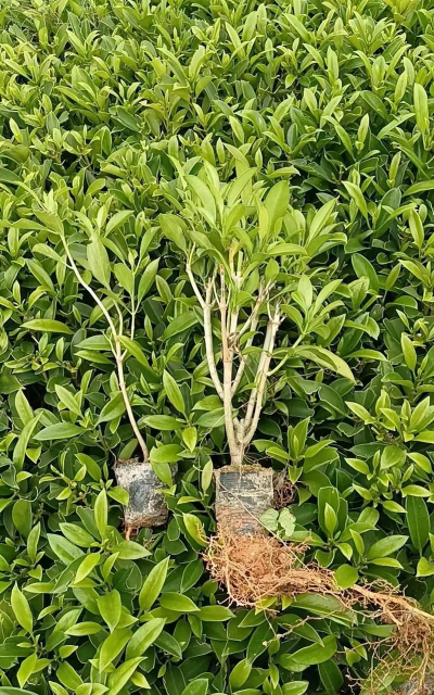 小众送妈妈的花有哪些花