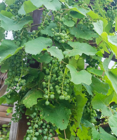 小众送妈妈的花有哪些花