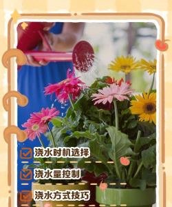 小众送妈妈的花有哪些花