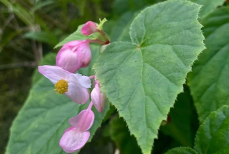 中国版图秋海棠的叶子是什么形状 中国版图秋海棠的叶子是什么形状