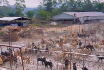 小众送妈妈的花有哪些花