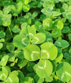 小众送妈妈的花有哪些花