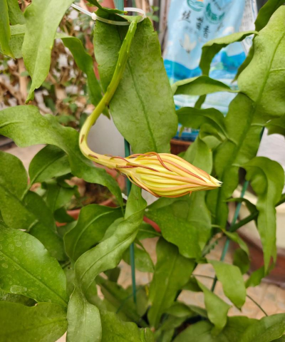 小众送妈妈的花有哪些花