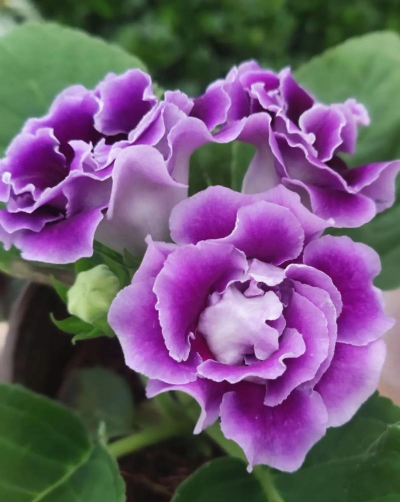 小众送妈妈的花有哪些花