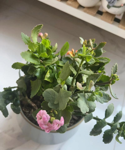 小众送妈妈的花有哪些花