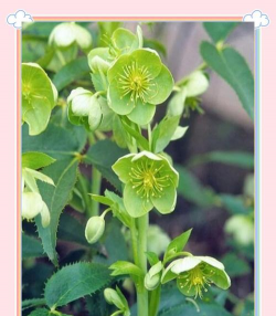 小众送妈妈的花有哪些花