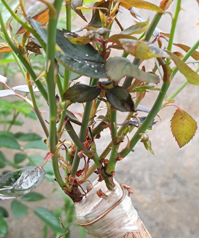 小众送妈妈的花有哪些花