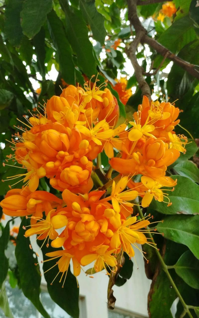 无忧花是什么花