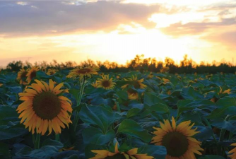 小众送妈妈的花有哪些花